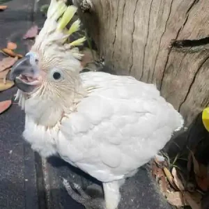 Gelbhaubenkakadu-Baby, 2 Monate alt, zu verkaufen