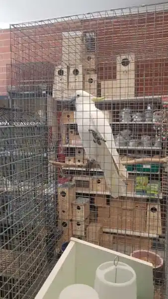 Sulphur-crested Cockatoo for sale, 11 months old Sulphur-crested Cockatoo for sale, 11 months old