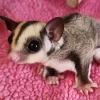 8 Monate altes weibliches Gleithörnchen