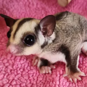 8 Monate altes weibliches Gleithörnchen