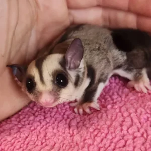 8-month-old female sugar glider