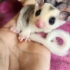 männliches, unter einem Jahr altes Gleithörnchen.