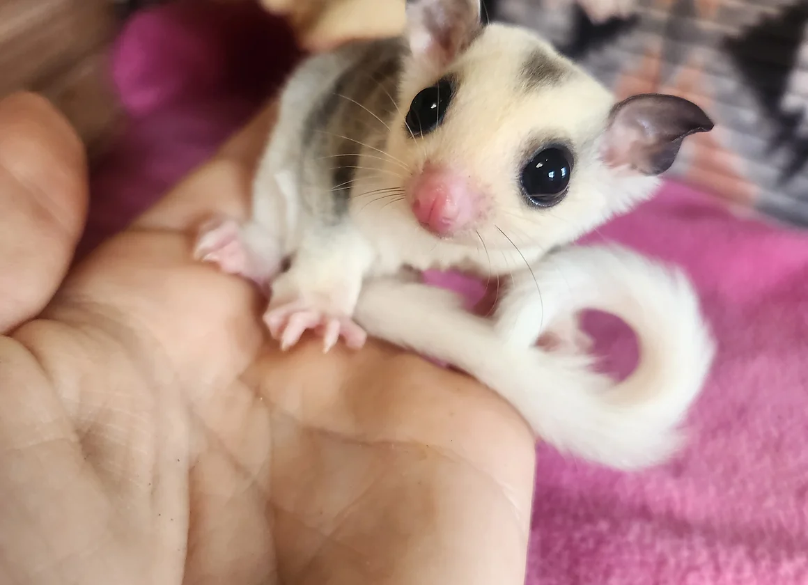 männliches, unter einem Jahr altes Gleithörnchen. männliches, unter einem Jahr altes Gleithörnchen.