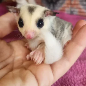 männliches, unter einem Jahr altes Gleithörnchen.