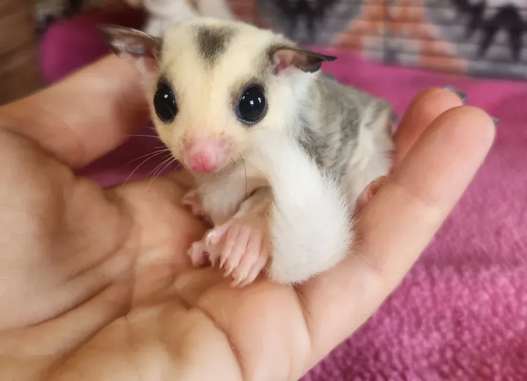 männliches, unter einem Jahr altes Gleithörnchen. männliches, unter einem Jahr altes Gleithörnchen.