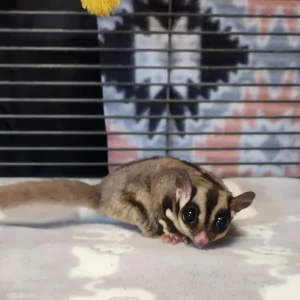 männliches, 9 Monate altes Gleithörnchen