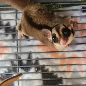 männliches, 9 Monate altes Gleithörnchen