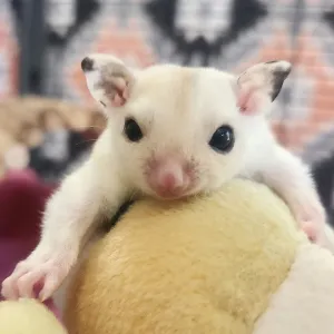 Männliches, unter 1 Jahr altes Gleithörnchen