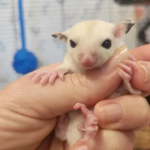 Männliches, unter 1 Jahr altes Gleithörnchen
