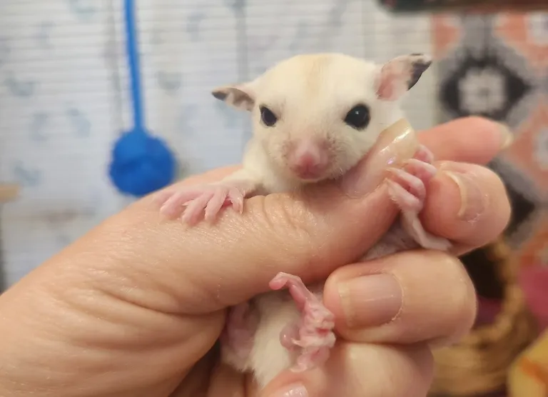 Männliches, unter 1 Jahr altes Gleithörnchen Männliches, unter 1 Jahr altes Gleithörnchen