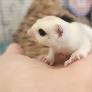 Männliches, unter 1 Jahr altes Gleithörnchen