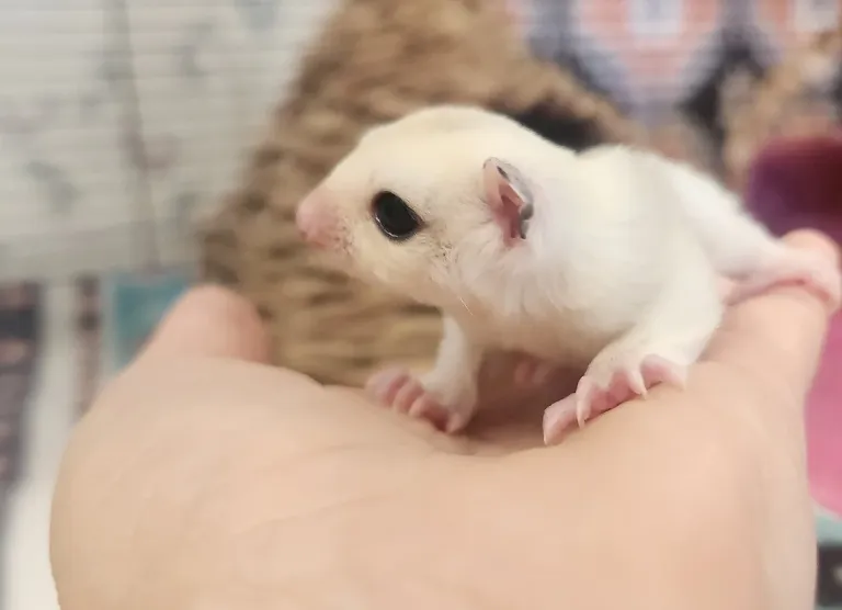 Männliches, unter 1 Jahr altes Gleithörnchen Männliches, unter 1 Jahr altes Gleithörnchen