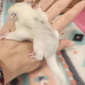 Männliches, unter 1 Jahr altes Gleithörnchen