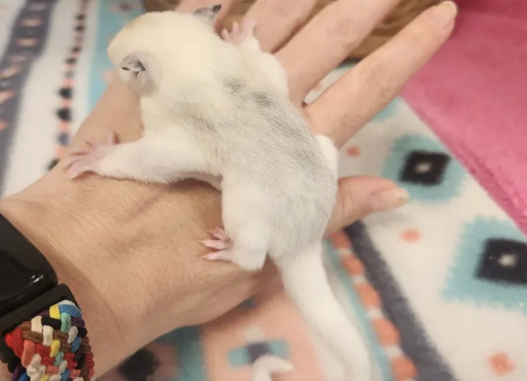 Männliches, unter 1 Jahr altes Gleithörnchen Männliches, unter 1 Jahr altes Gleithörnchen