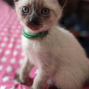 12 weeks old: Purebred Siamese kittens for sale