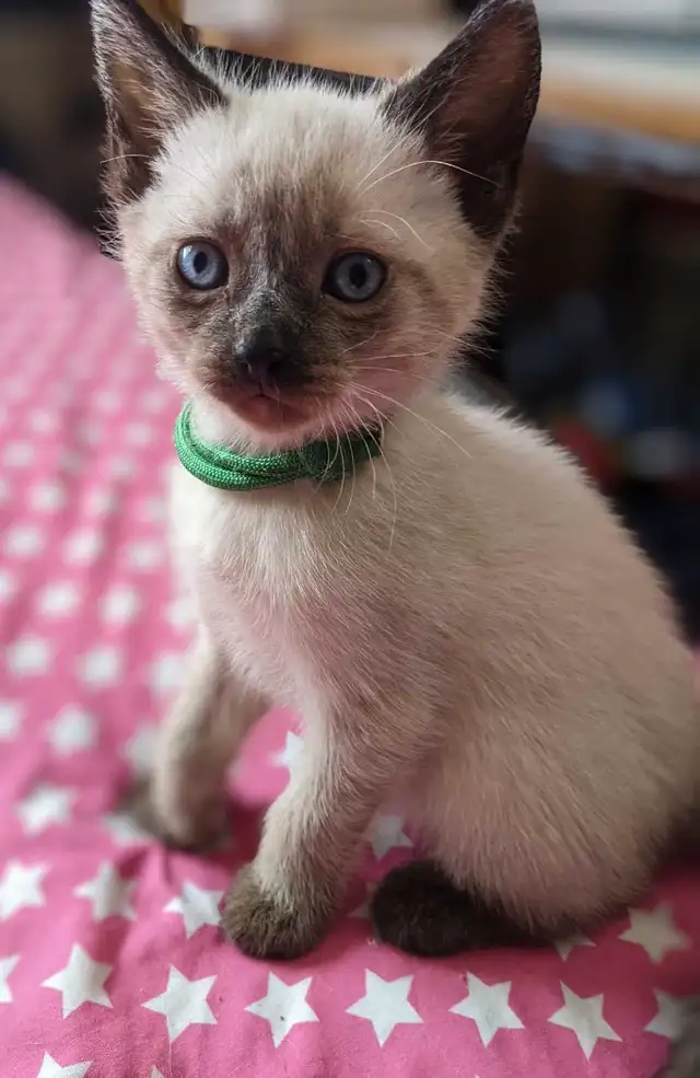 12 weeks old: Purebred Siamese kittens for sale 12 weeks old: Purebred Siamese kittens for sale
