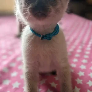 12 weeks old: Purebred Siamese kittens for sale