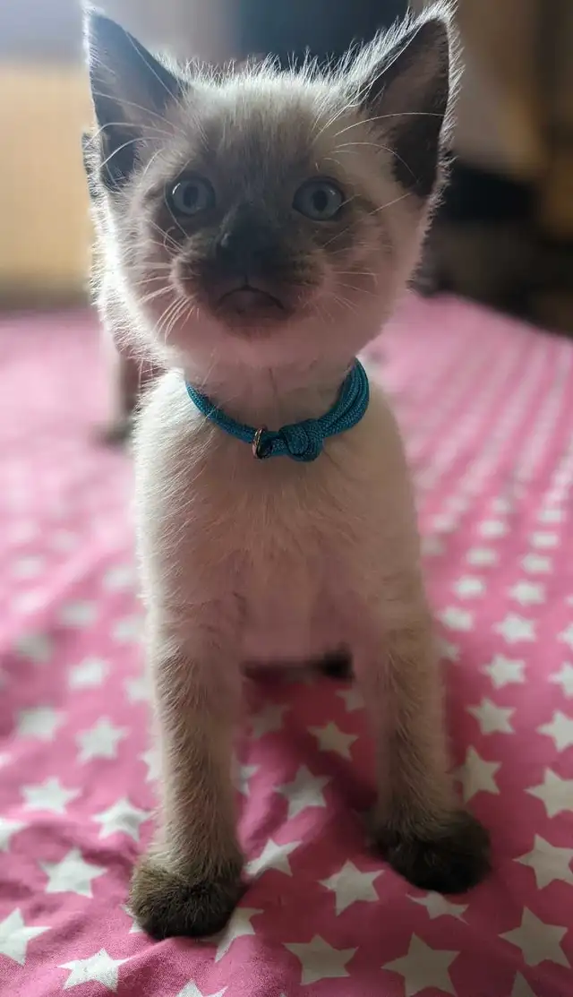 12 weeks old: Purebred Siamese kittens for sale 12 weeks old: Purebred Siamese kittens for sale