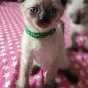 12 weeks old: Purebred Siamese kittens for sale
