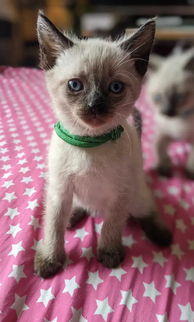 12 weeks old: Purebred Siamese kittens for sale 12 weeks old: Purebred Siamese kittens for sale