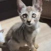 Weibliche Singapura zu verkaufen, 3 Monate alt