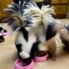 Stinktierbabys zu verkaufen