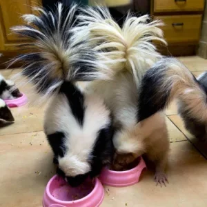 Stinktierbabys zu verkaufen
