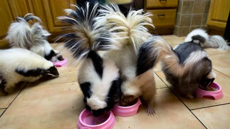 Stinktierbabys zu verkaufen Stinktierbabys zu verkaufen