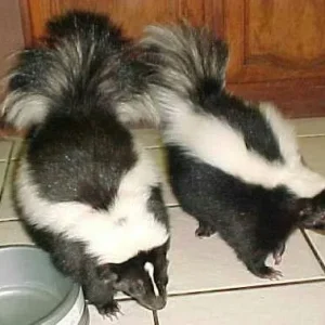 Stinktierbabys zu verkaufen