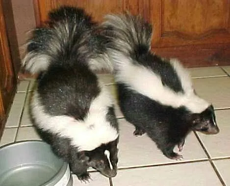 Stinktierbabys zu verkaufen Stinktierbabys zu verkaufen