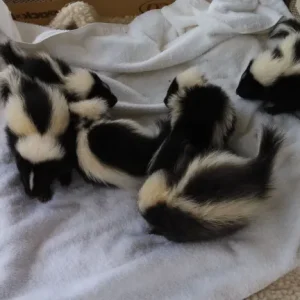 Stinktierbabys zu verkaufen
