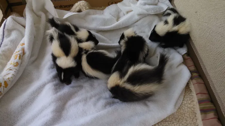 Stinktierbabys zu verkaufen Stinktierbabys zu verkaufen