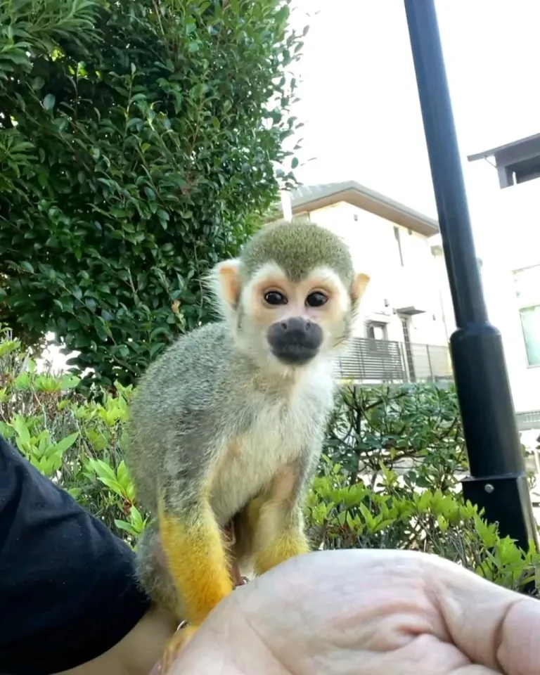 2-month-old squirrel monkey, male 2-month-old squirrel monkey, male
