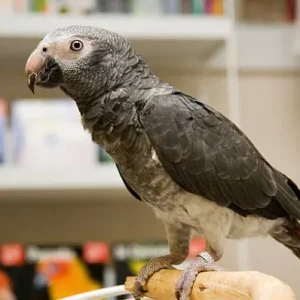 Timneh-Graupapagei zu verkaufen