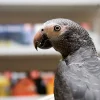 Timneh-Graupapagei zu verkaufen