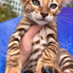 Weiblicher Toyger zu verkaufen, 12 Wochen alt
