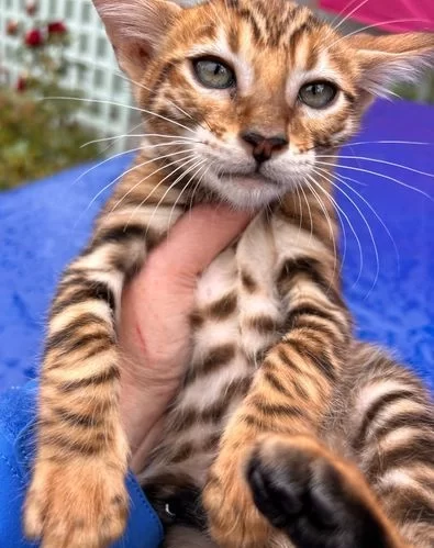 Weiblicher Toyger zu verkaufen, 12 Wochen alt Weiblicher Toyger zu verkaufen, 12 Wochen alt