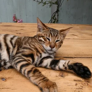 Männlicher Toyger sucht neues Zuhause