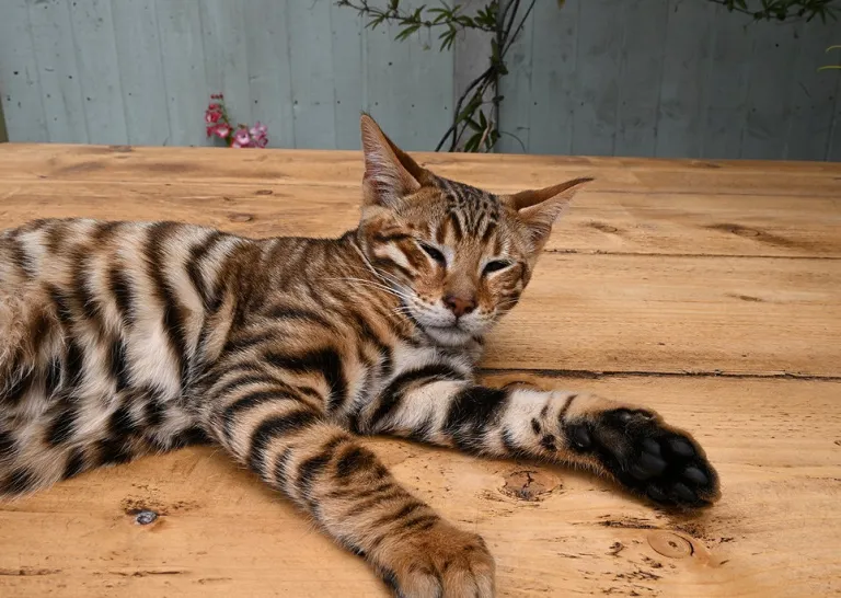 Männlicher Toyger sucht neues Zuhause Männlicher Toyger sucht neues Zuhause