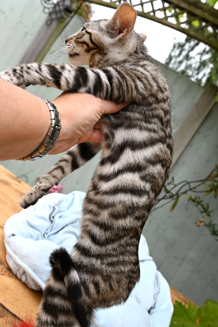 12 weeks old, Male Toyger cat available 12 weeks old, Male Toyger cat available