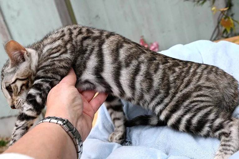 12 weeks old, Male Toyger cat available 12 weeks old, Male Toyger cat available