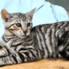 12 Wochen alter, männlicher Toyger-Kater verfügbar