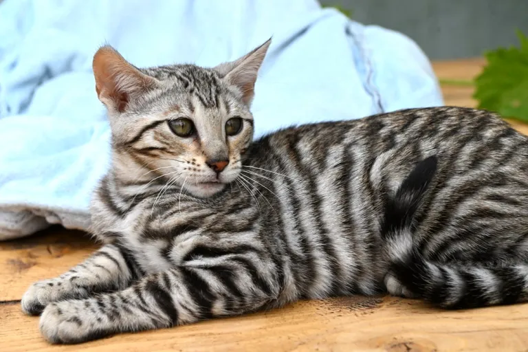 12 Wochen alter, männlicher Toyger-Kater verfügbar 12 Wochen alter, männlicher Toyger-Kater verfügbar