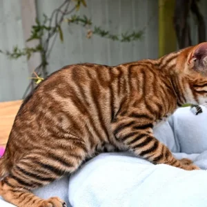 Männlicher Toyger sucht neues Zuhause