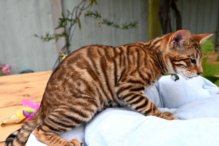 Männlicher Toyger sucht neues Zuhause Männlicher Toyger sucht neues Zuhause