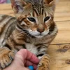 Männlicher Toyger sucht neues Zuhause