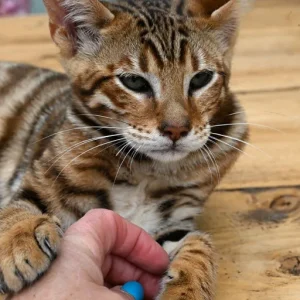 Männlicher Toyger sucht neues Zuhause