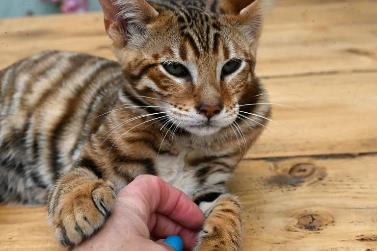 Männlicher Toyger sucht neues Zuhause Männlicher Toyger sucht neues Zuhause