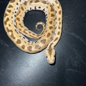 Musterloser Albino-Tigerpython