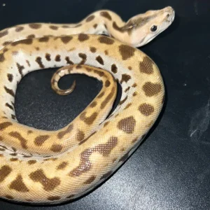 Musterloser Albino-Tigerpython